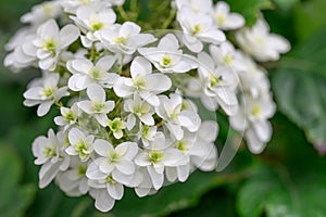 Oakleaf Hydrangea quercifolia Lady Anne semi-double white flowers with green eye photo